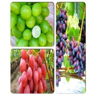 Виноград > коллекция из 3-х сортов: Виноград Красотка => Виноград Дашуня => Виноград Ахиллес